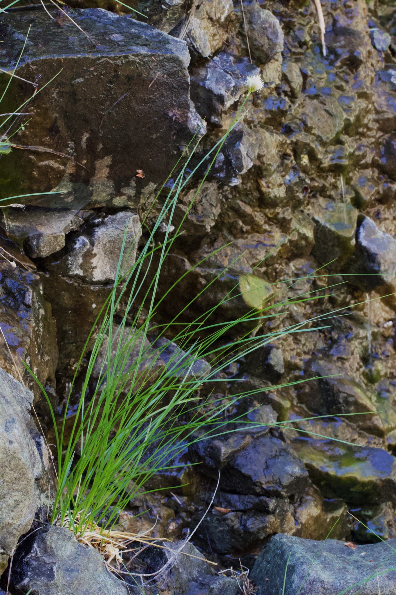 Image of Calliscirpus criniger by (c) Arvel Hernandez, some rights reserved (CC BY)