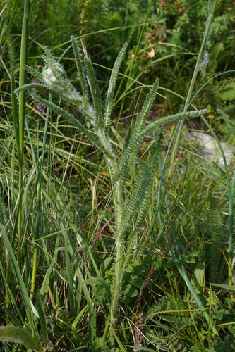 Image of Achillea pannonica by (c) Patrick Hacker, some rights reserved (CC BY)