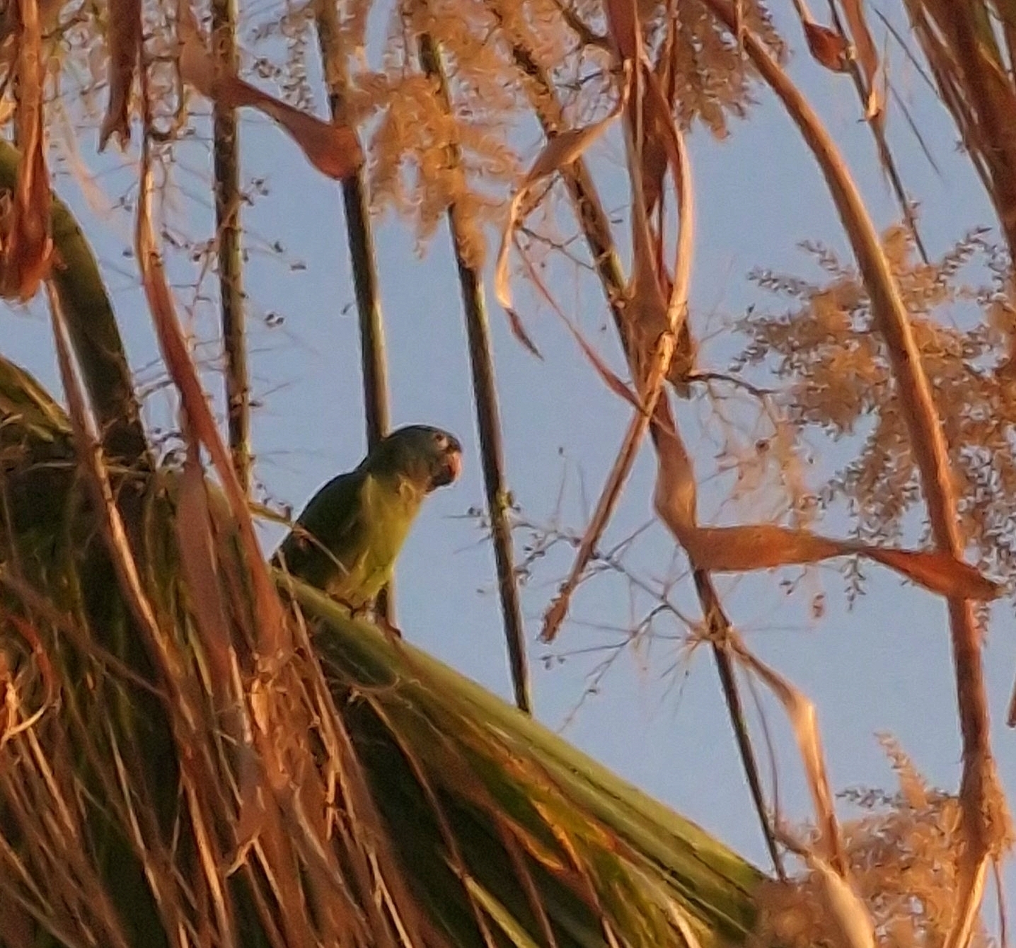 Aratinga acuticaudata
