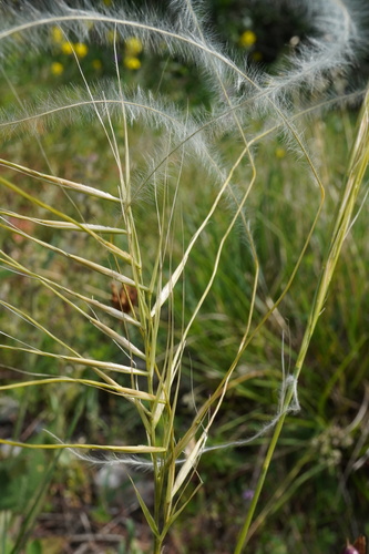 Image of Stipa pulcherrima by (c) Patrick Hacker, some rights reserved (CC BY)
