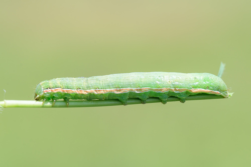 Green Cutworm Moth