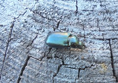 Platycerus caprea
