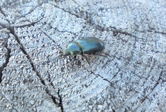 Platycerus caprea