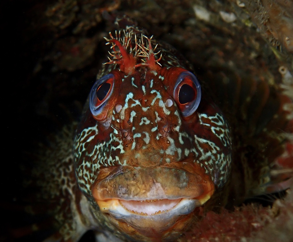 Photo of Tompot blenny (Parablennius gattorugine)