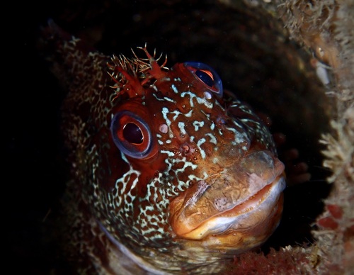 Photo of Tompot blenny (Parablennius gattorugine)