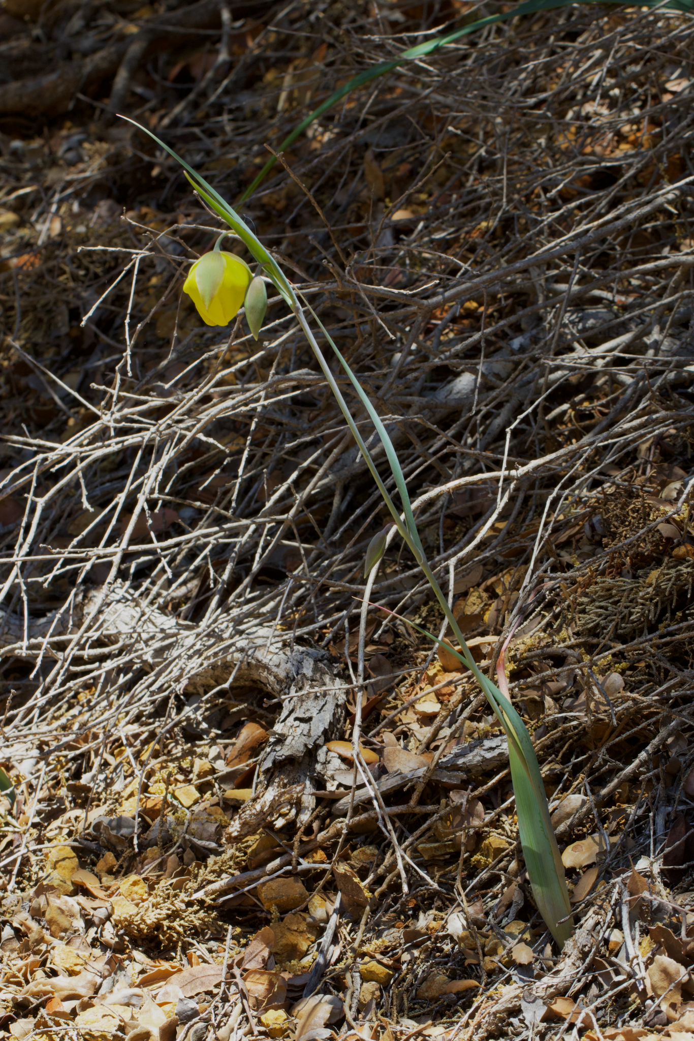 Image of Calochortus raichei by (c) Arvel Hernandez, some rights reserved (CC BY)