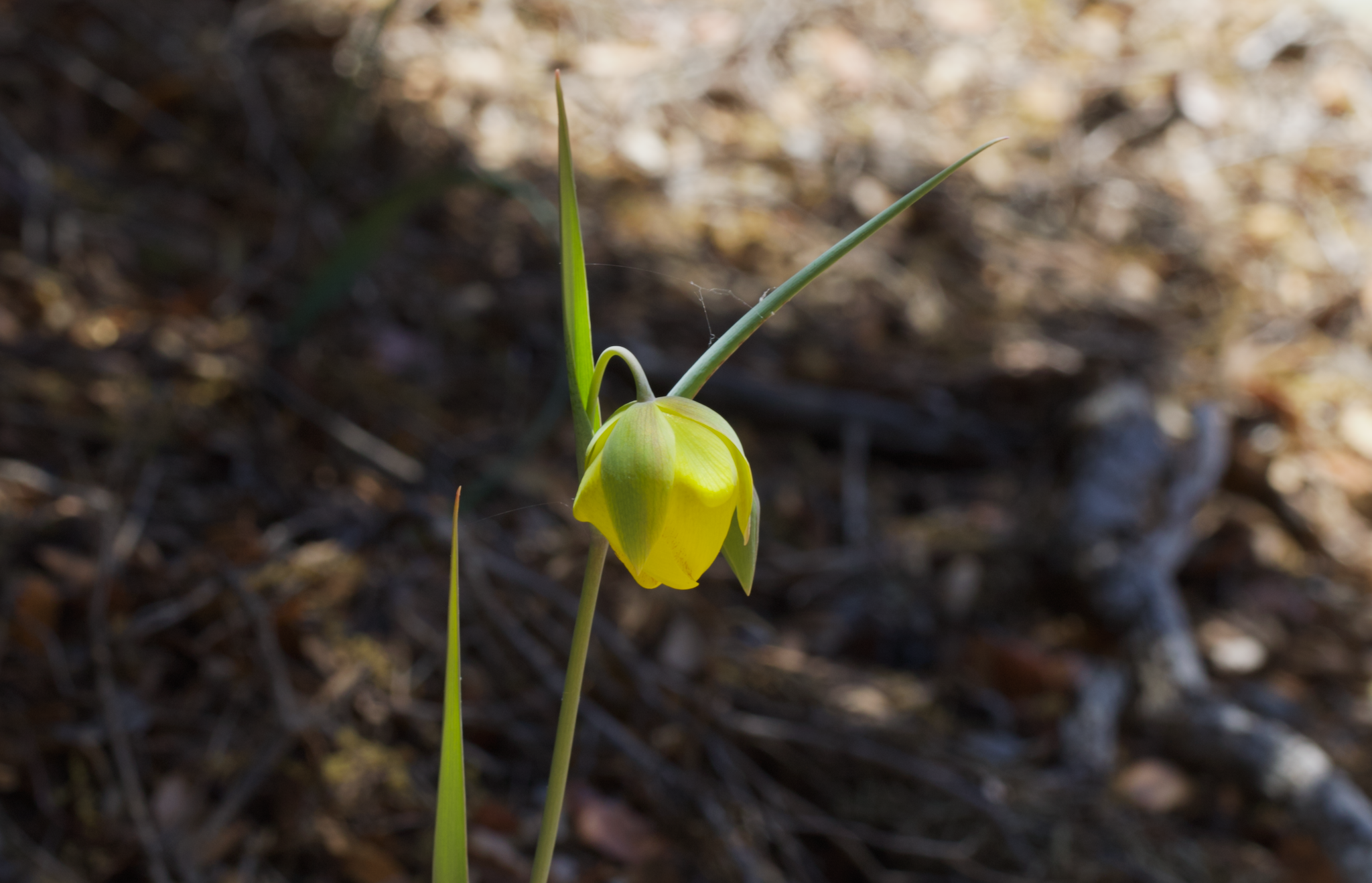 Image of Calochortus raichei by (c) Arvel Hernandez, some rights reserved (CC BY)
