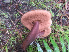 Tylopilus formosus
