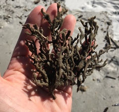 Clathria prolifera