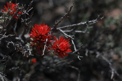 Castilleja chromosa