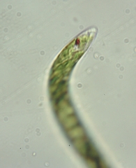 Euglena mutabilis