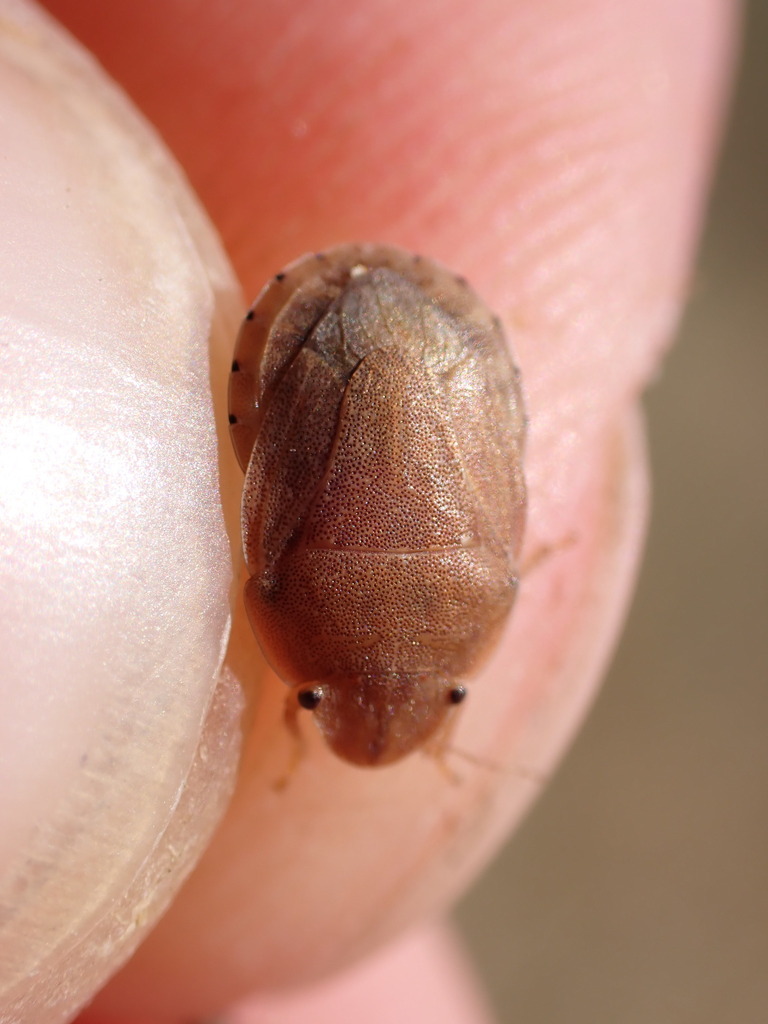 Sciocoris ochraceus