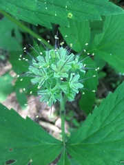 Hydrophyllum tenuipes