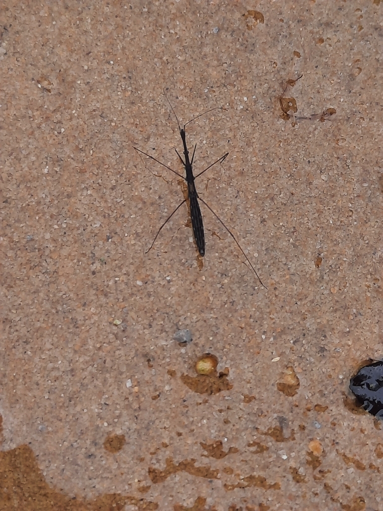 Common Water Measurer from Gortracussane, Co. Kerry, Irland on June 3 ...