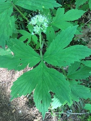 Hydrophyllum tenuipes