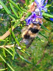 Criorhina nigripes