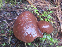 Tylopilus formosus