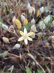 Triteleia ixioides scabra