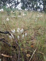 Triteleia ixioides scabra
