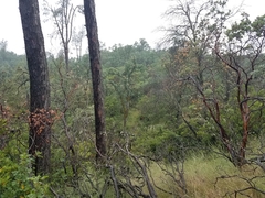 Triteleia ixioides scabra