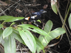 Tachyphonus surinamus