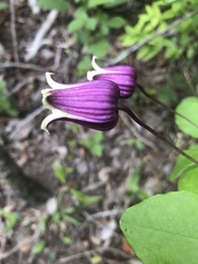 Clematis glaucophylla