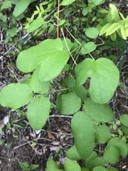 Clematis glaucophylla