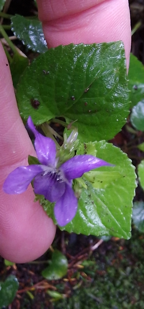 Viola anagae; photograph Phill Robinson, CC BY, iNaturalist via GBIF