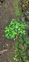 Phill Robinson, CC BY, iNaturalist via GBIF Viola anagae, photograph Phill Robinson, CC BY, iNaturalist via GBIF