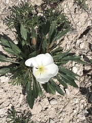 Oenothera cespitosa cespitosa
