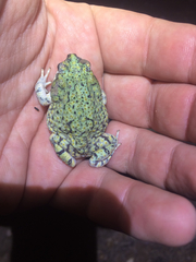 Anaxyrus debilis