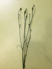 Hypochaeris chillensis