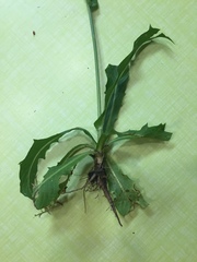 Hypochaeris chillensis