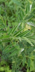 Astragalus canadensis