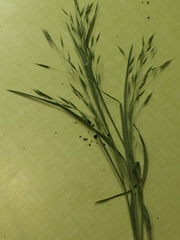 Bromus japonicus