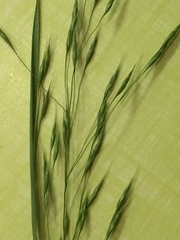 Bromus japonicus