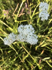 Valerianella umbilicata