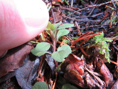 Veronica officinalis