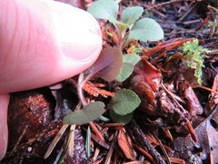 Veronica officinalis
