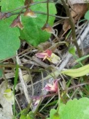 Claytonia