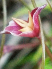 Claytonia