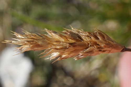 Sesleria sadleriana, photograph 6