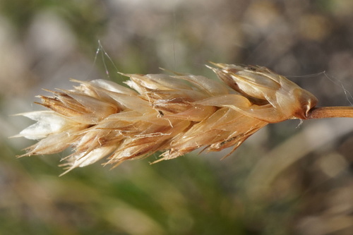 Sesleria sadleriana, photograph 3