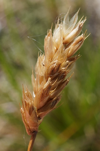 Sesleria sadleriana, photograph 5