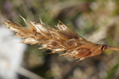 (c) Patrick Hacker, some rights reserved (CC BY) Sesleria sadleriana, photograph (c) Patrick Hacker, some rights reserved (CC BY)