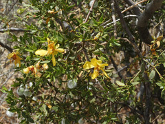 Larrea tridentata