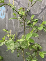 Piper auritum