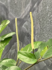 Piper auritum