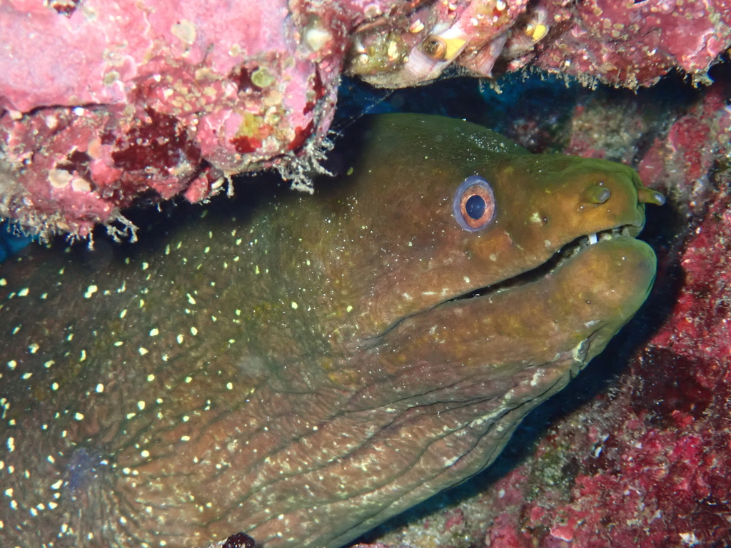 Finespotted Moray
