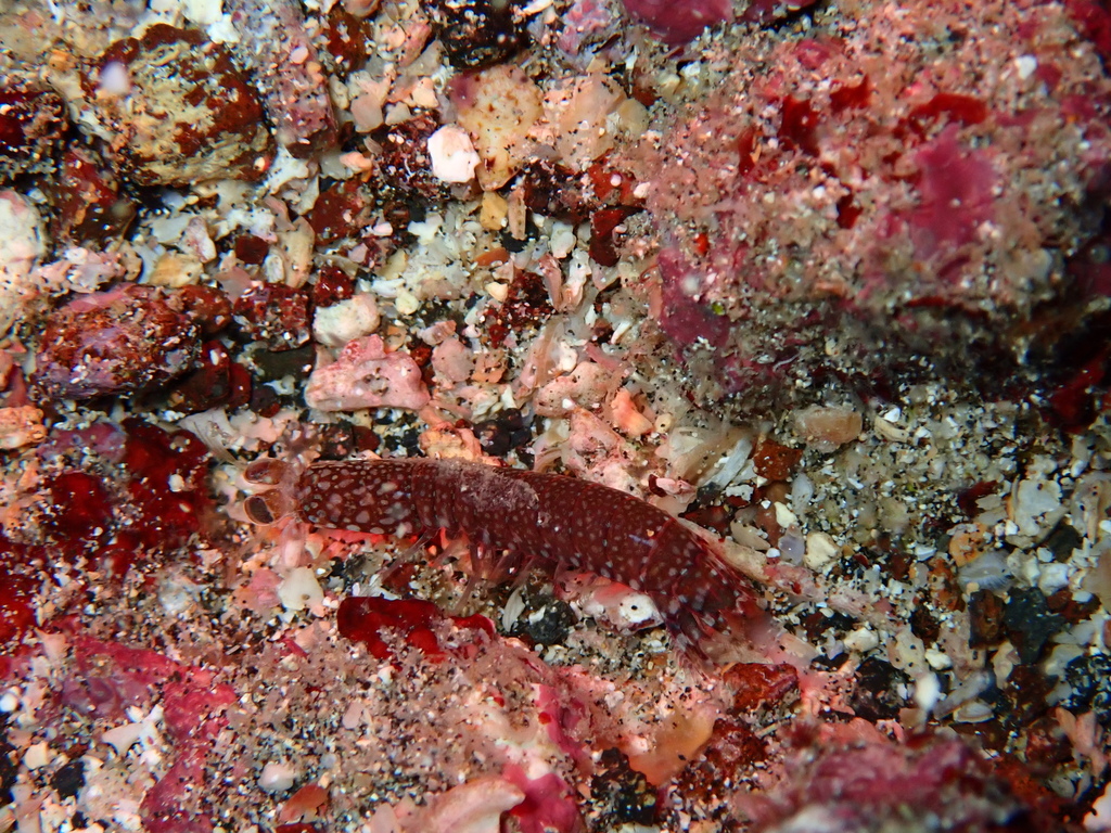Pseudosquillisma adiastalta